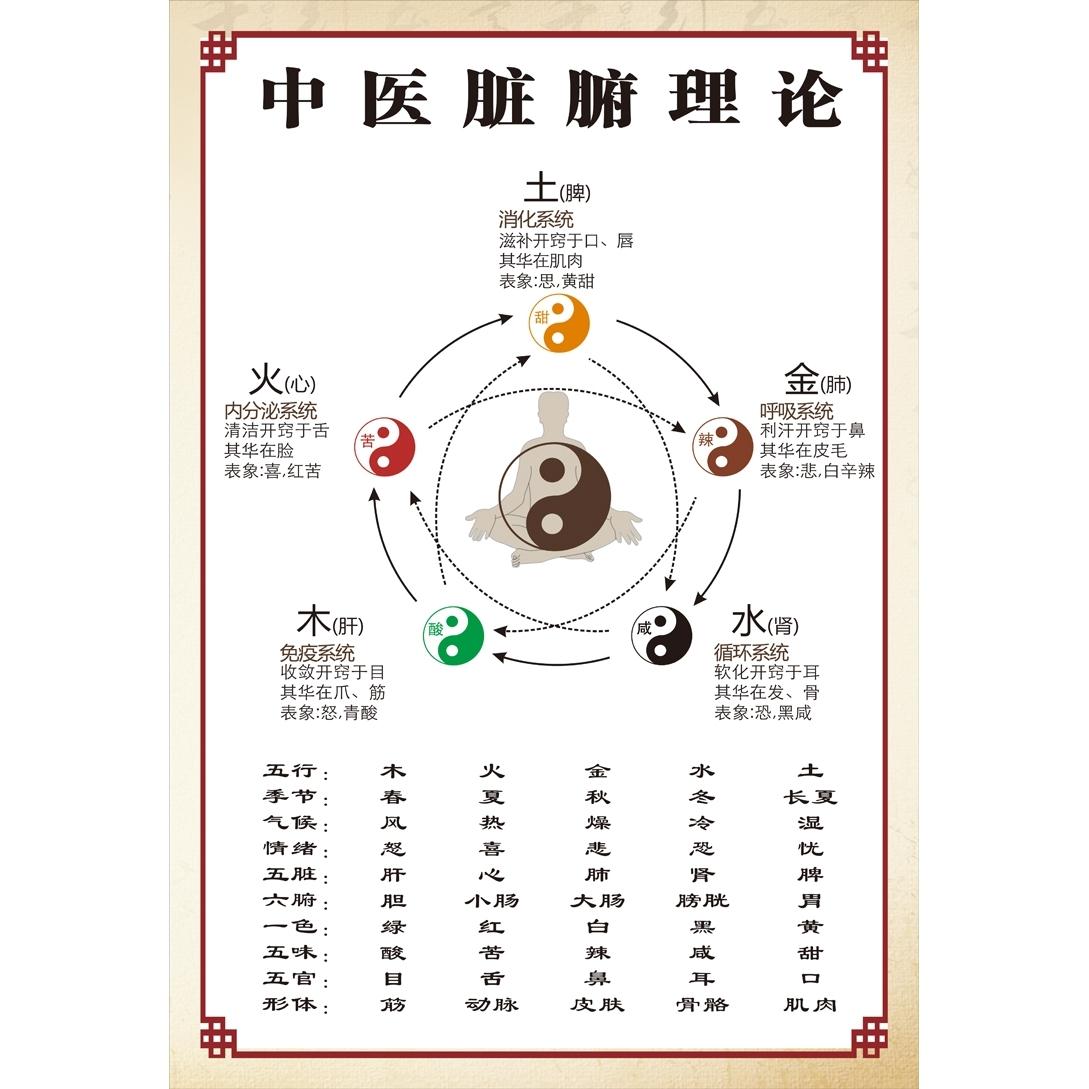 中医脏腑理论墙贴画中医五行养生海报宣传画中医文化展板挂图画
