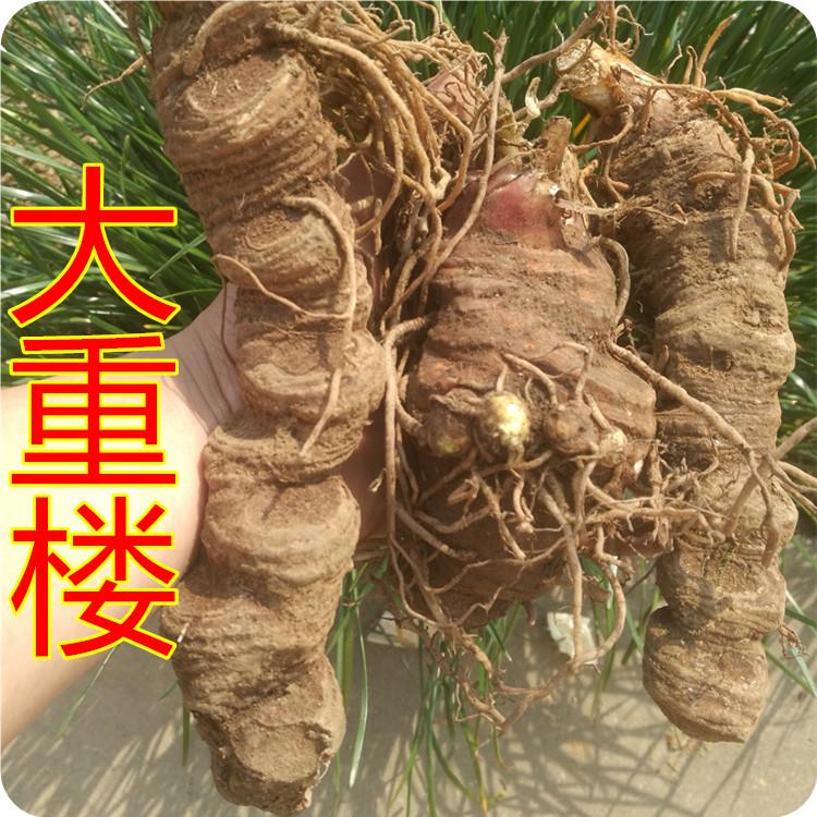 现货正宗野生新鲜重楼七叶一枝花蚤休草河车独角莲中药材50g包邮